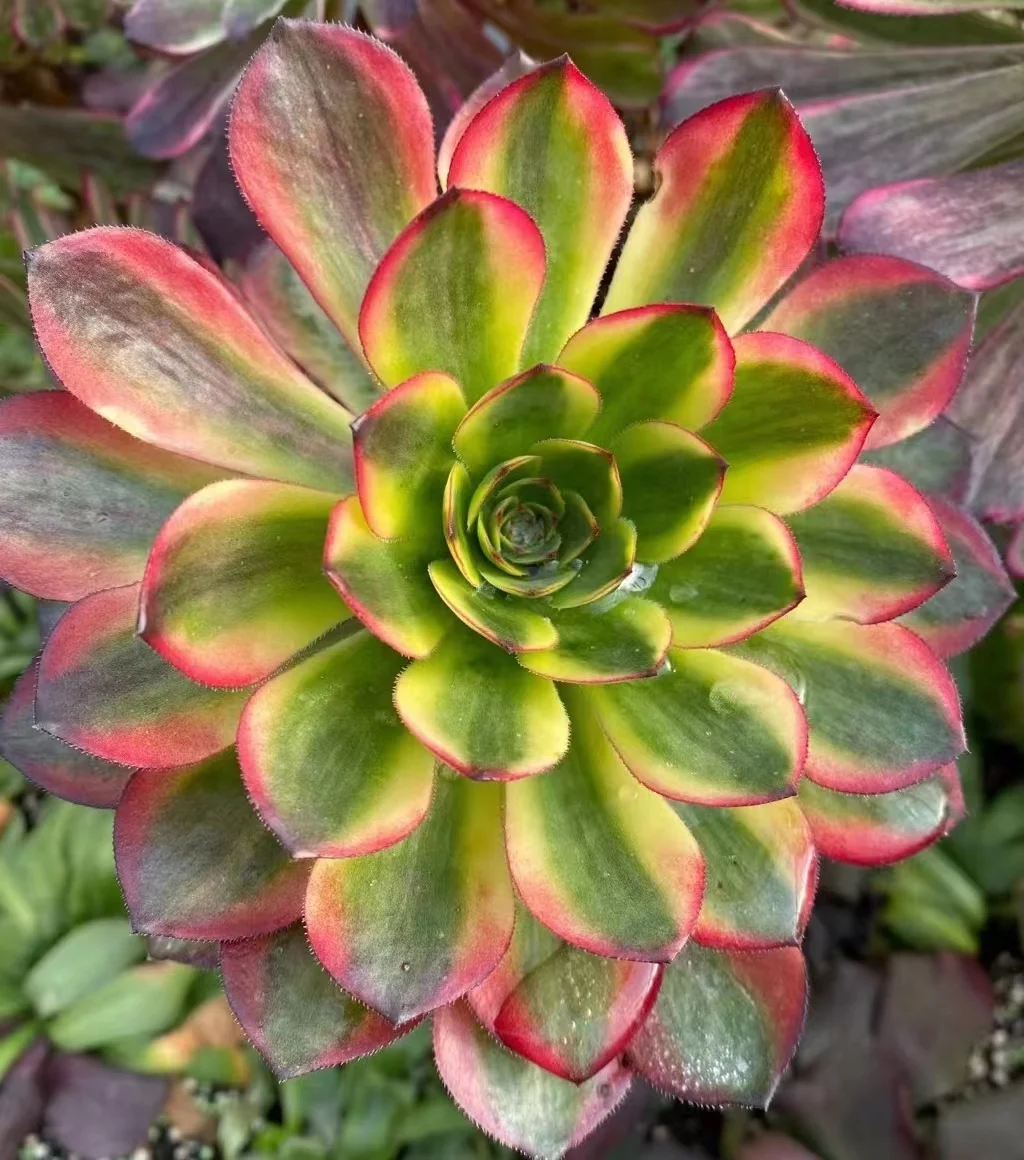 273.  Lin Lang /Fire fox  single head and cutting /Aeonium plants/ Garden landscape / Carefully select healthy plants