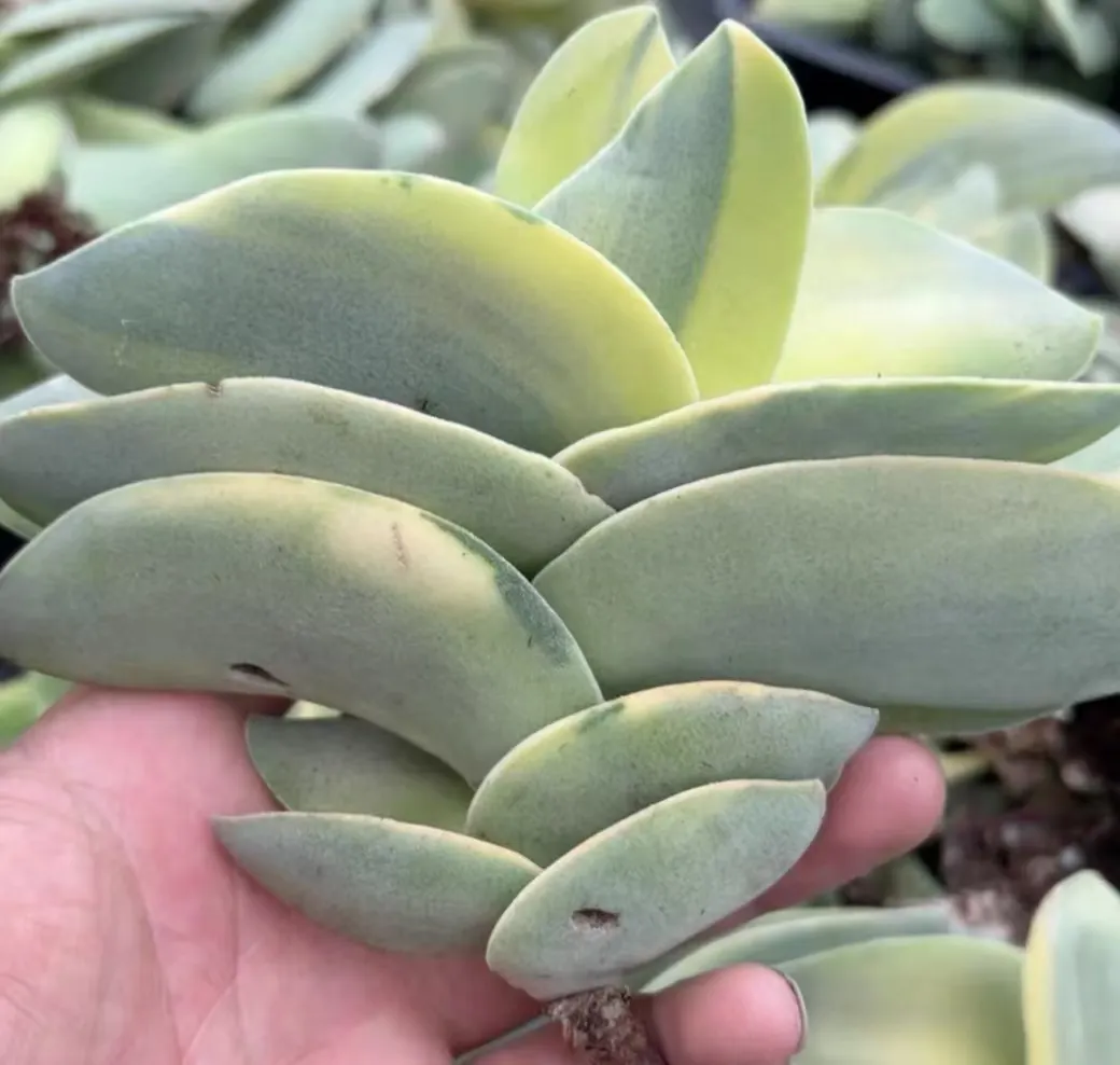 plant Aeonium Echeveria Haworthia  Caudex  Lithops Cactus  Agave 