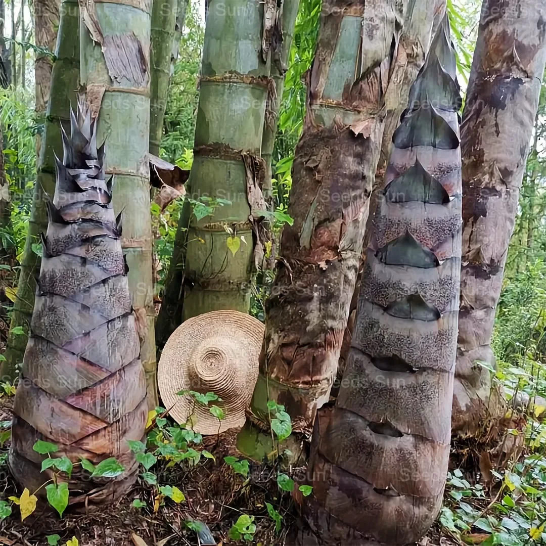 🌿Rare Giant Dragon Bamboo Seeds