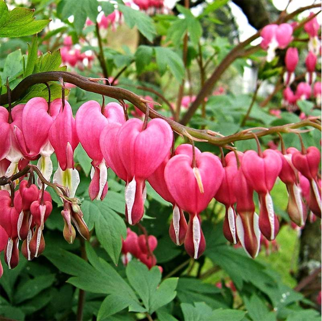 Ocean Bleeding Heart Seeds ~ Dicentra Spectabilis ~ Gifts ~ Grow Your Own ~ Spring Flowers