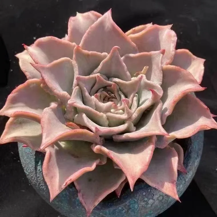 166.  Echeveria 'Madiba' (Dumpling wrapper ) single head 10-13cm / Echeveria / Succulent plants / Garden landscape / Carefully select healthy plants