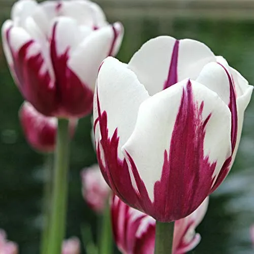 Zurel  Tulip Seeds