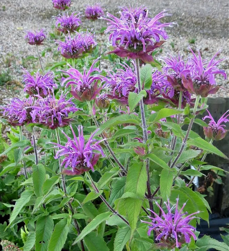 Mintleaf Bee Balm (Monarda Fistulosa)