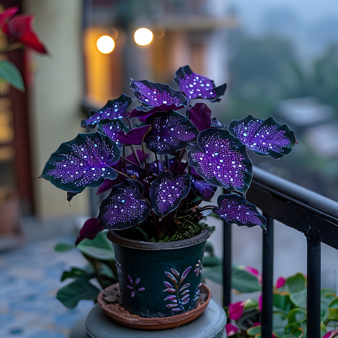 Rare Galaxy Polka Dot Begonia🌌☘️ - Interior Design, Foliage Plants ✨🏘️