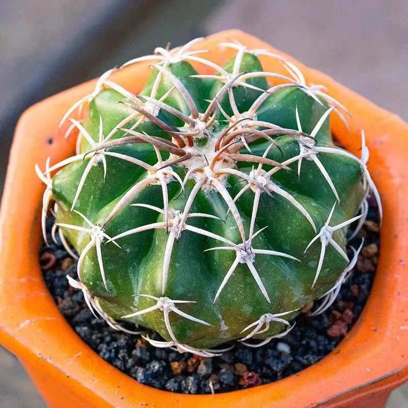 plant Aeonium Echeveria Haworthia  Caudex  Lithops Cactus  Agave 