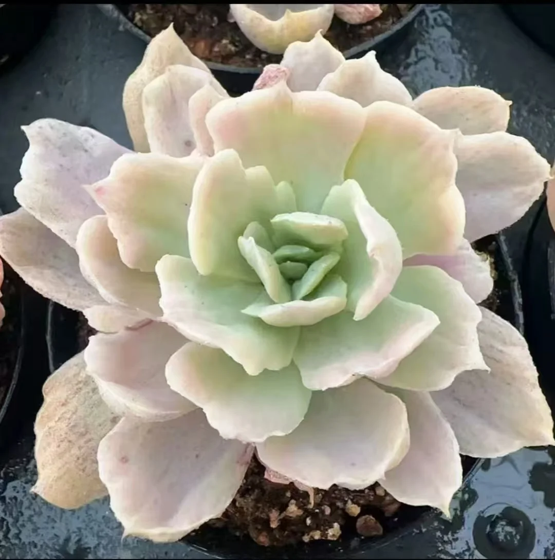 460.Echeveria Berkeley Hybridization var. 4-5cm / Echeveria / Succulent plants / Garden landscape / Carefully select healthy plants