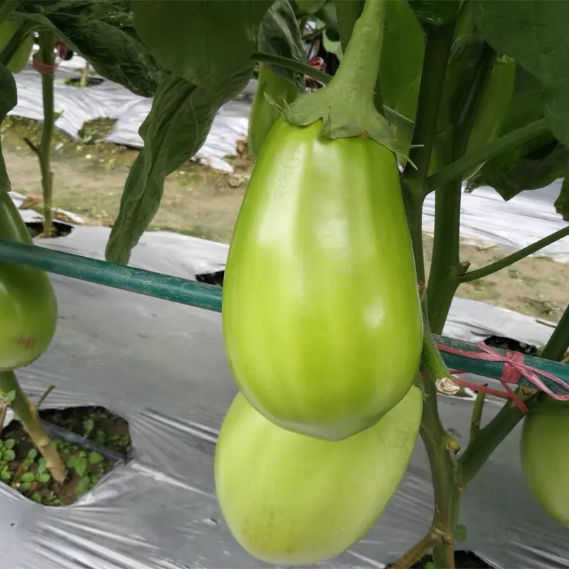 🍆 Nubia Eggplant Vegetable Seeds-Striped eggplant