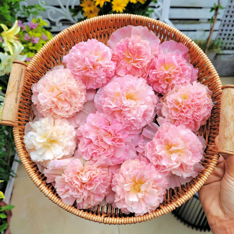 💐Double-flowered Hollyhock Seeds