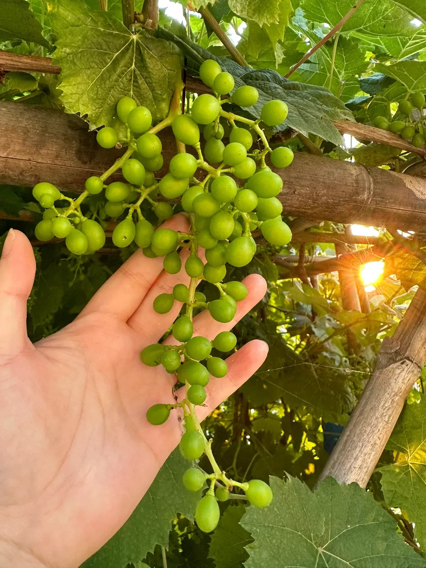 Shine Muscat Tree Seeds-Sunshine Rose Grape（🪴Can be potted）
