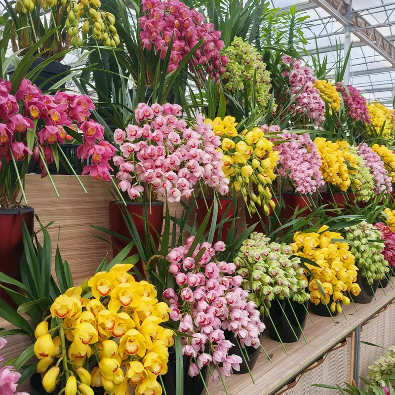 Cymbidium Orchid Growing Display