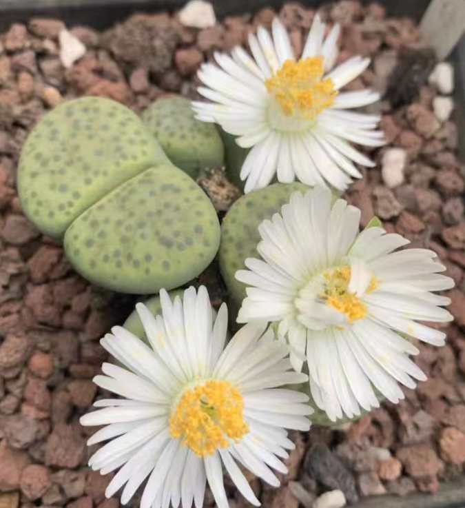 plant Aeonium Echeveria Haworthia  Caudex  Lithops Cactus  Agave 
