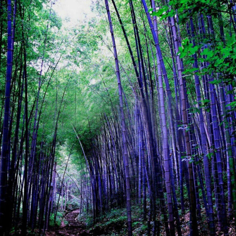 🎋RARE Purple Bamboo