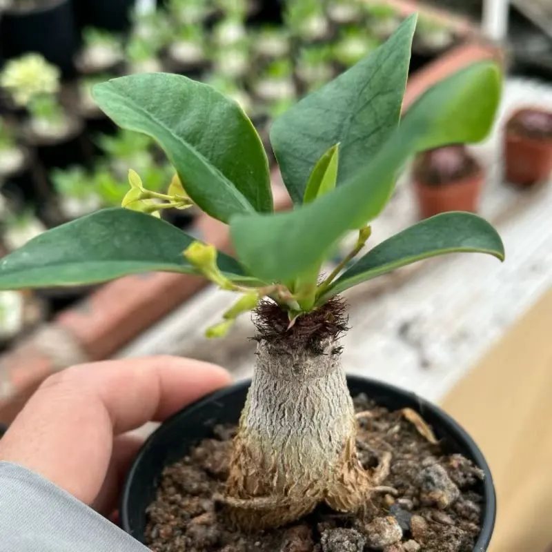 plant Aeonium Echeveria Haworthia  Caudex  Lithops Cactus  Agave 