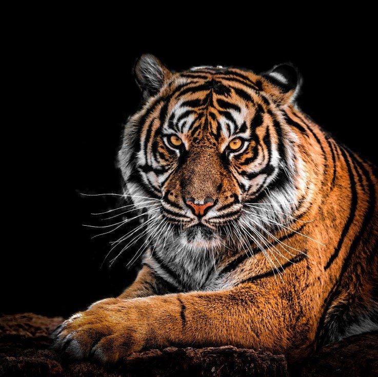 

Strong Bengal Tiger – Paint By Numbers - 40*50CM, 501 Original