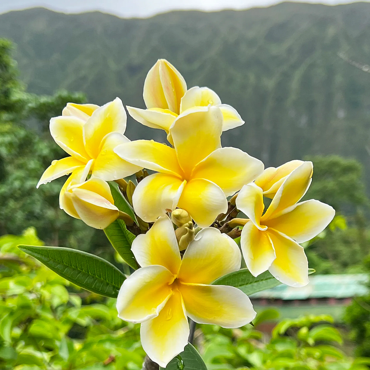 💛 Plumeria Seeds Limited-Time Sale! Create Your Summer Garden