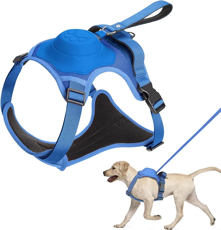 Smart Leash