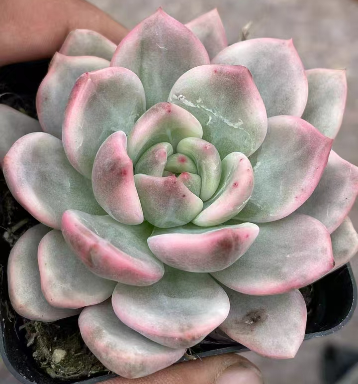 plant Aeonium Echeveria Haworthia  Caudex  Lithops Cactus  Agave 