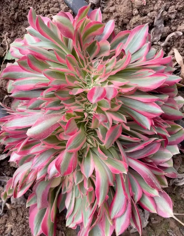 plant Aeonium Echeveria Haworthia  Caudex  Lithops Cactus  Agave 