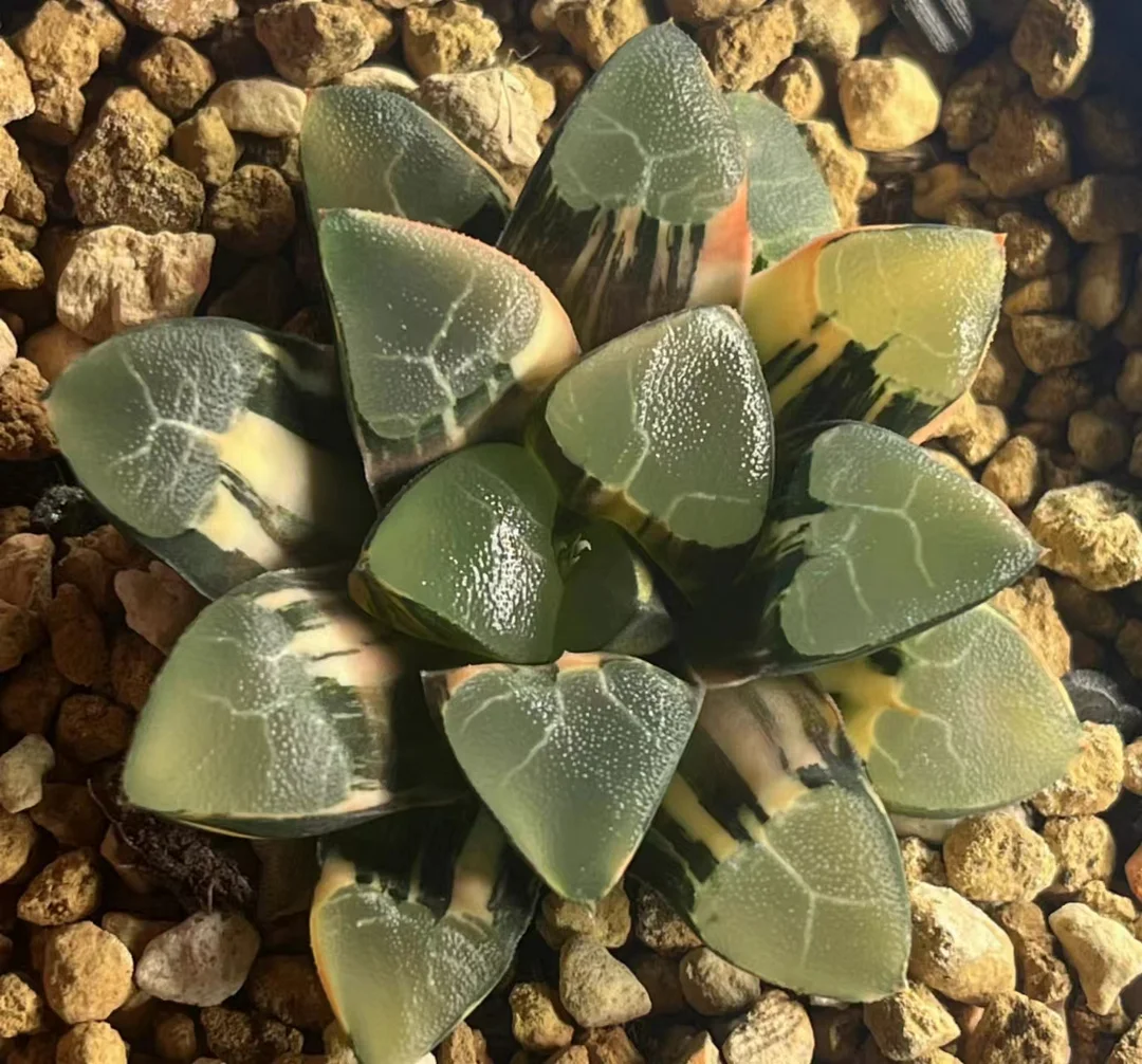 1020.Haworthia Ikeda Glass Compto 5cm/ Haworthia/ Succulent plants / Garden landscape / Carefully select healthy plants