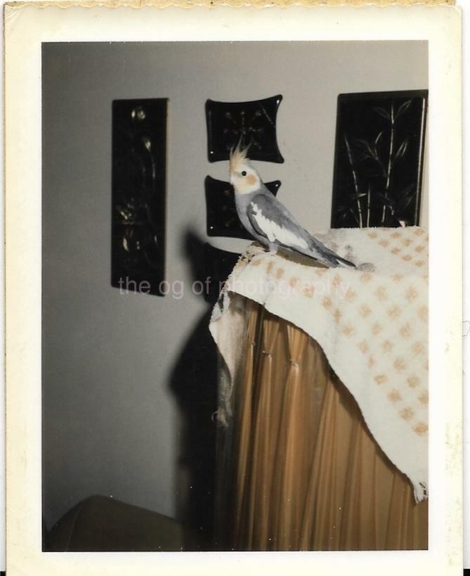 Pet Bird FOUND Photo Poster paintingGRAPH ColorOriginal Snapshot VINTAGE 99 12 I