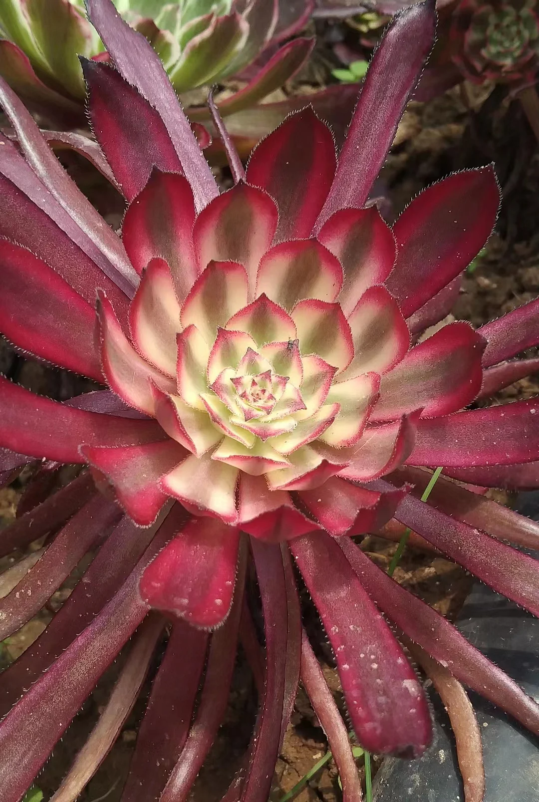 124. Violet  single head and cutting / Aeonium / Succulent plants / Garden landscape / Carefully select healthy plants