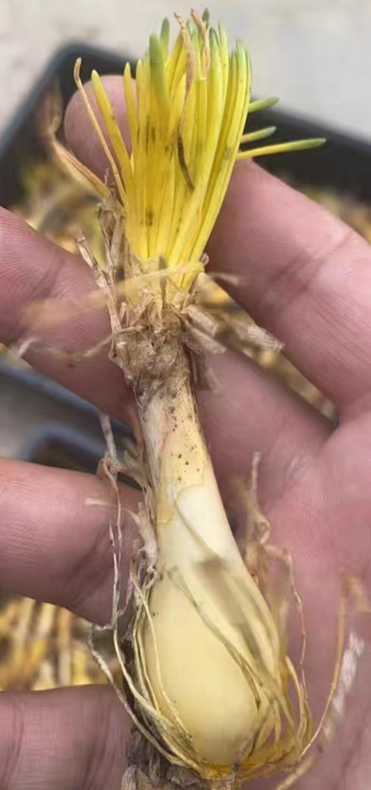 plant Aeonium Echeveria Haworthia  Caudex  Lithops Cactus  Agave 