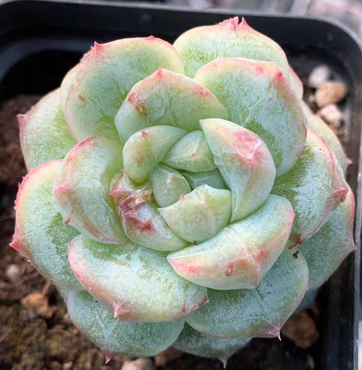  116. Greenlam var.  single head 4-5cm/ Echeveria  / Succulent plants / Garden landscape / Carefully select healthy plants
