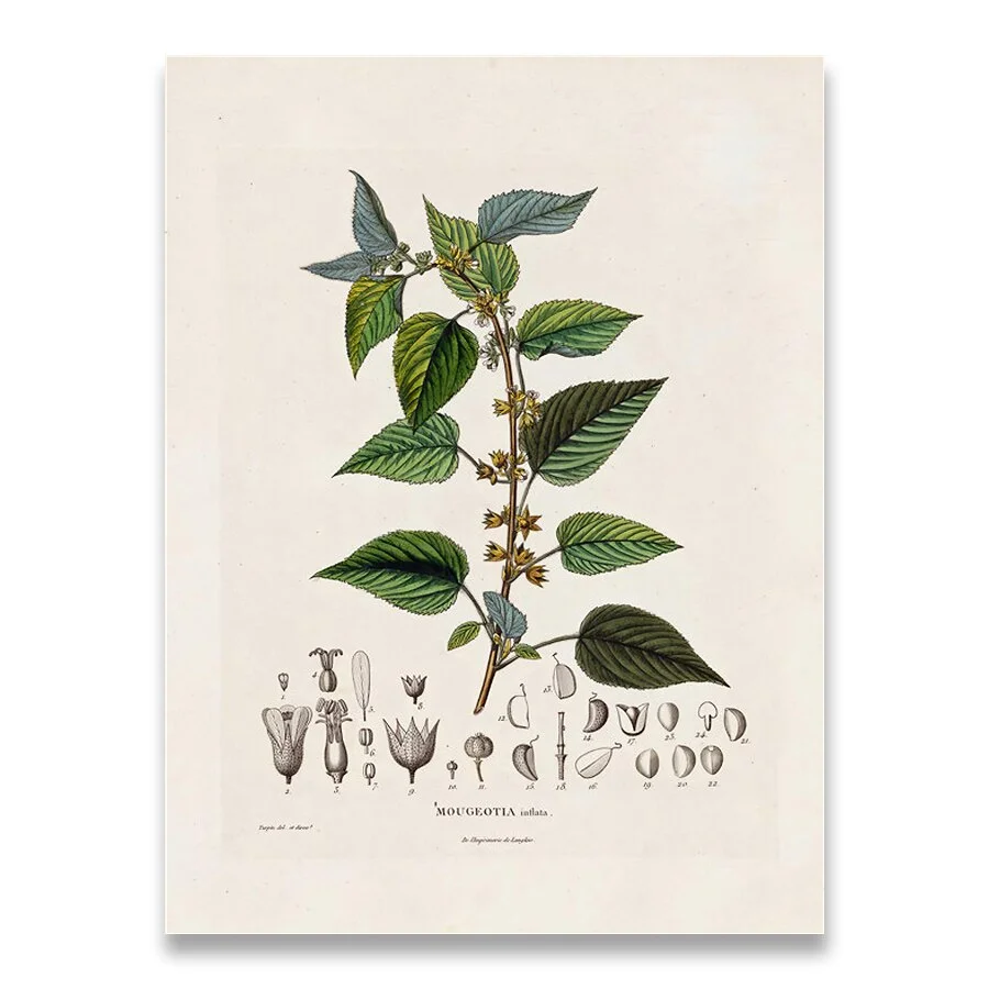 Botanical Studies Vintage Posters and Prints Antique French Plant Illustrations Canvas Painting Botany Wall Art Pictures Decor