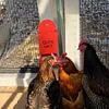 [US Local Warehouse] Chicken Oyster Shell Feeder and Grit Feeder Hanging Poultry Feeder (Red C)