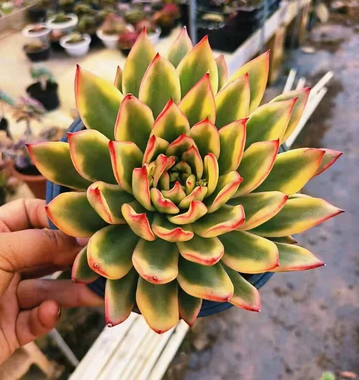 plant Aeonium Echeveria Haworthia  Caudex  Lithops Cactus  Agave 