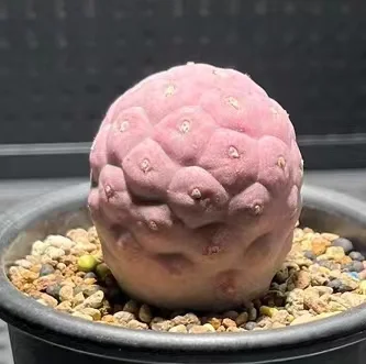 plant Aeonium Echeveria Haworthia  Caudex  Lithops Cactus  Agave 