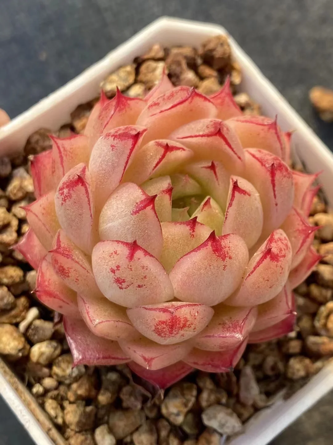 plant Aeonium Echeveria Haworthia  Caudex  Lithops Cactus  Agave 