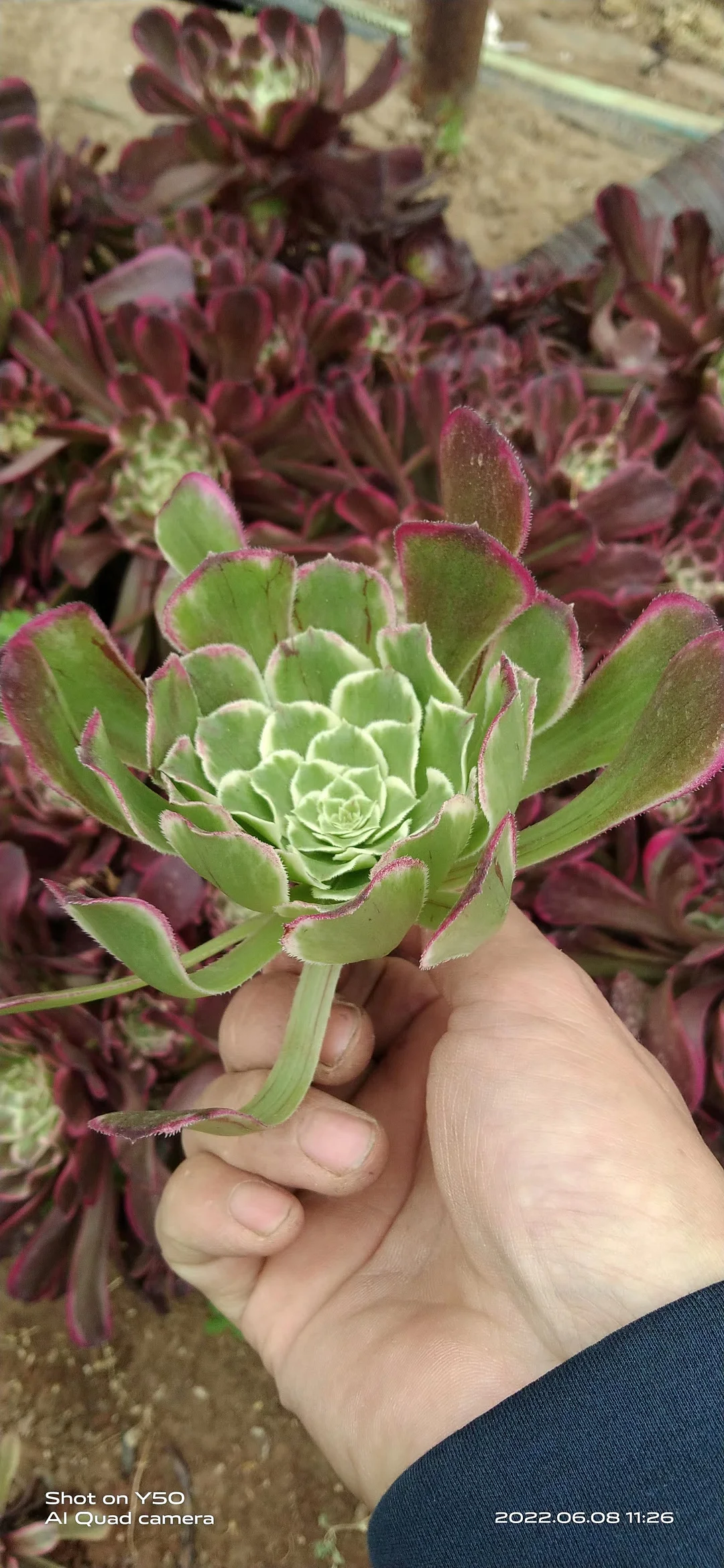 plant Aeonium Echeveria Haworthia  Caudex  Lithops Cactus  Agave 