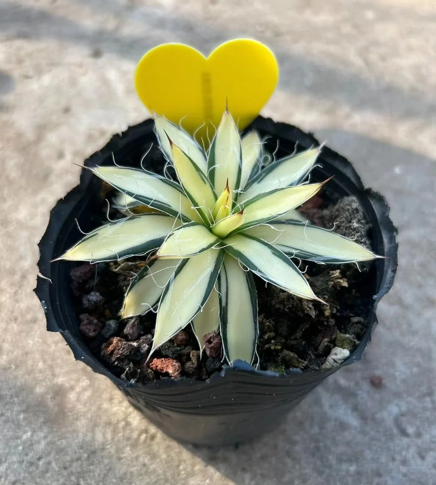 plant Aeonium Echeveria Haworthia  Caudex  Lithops Cactus  Agave 