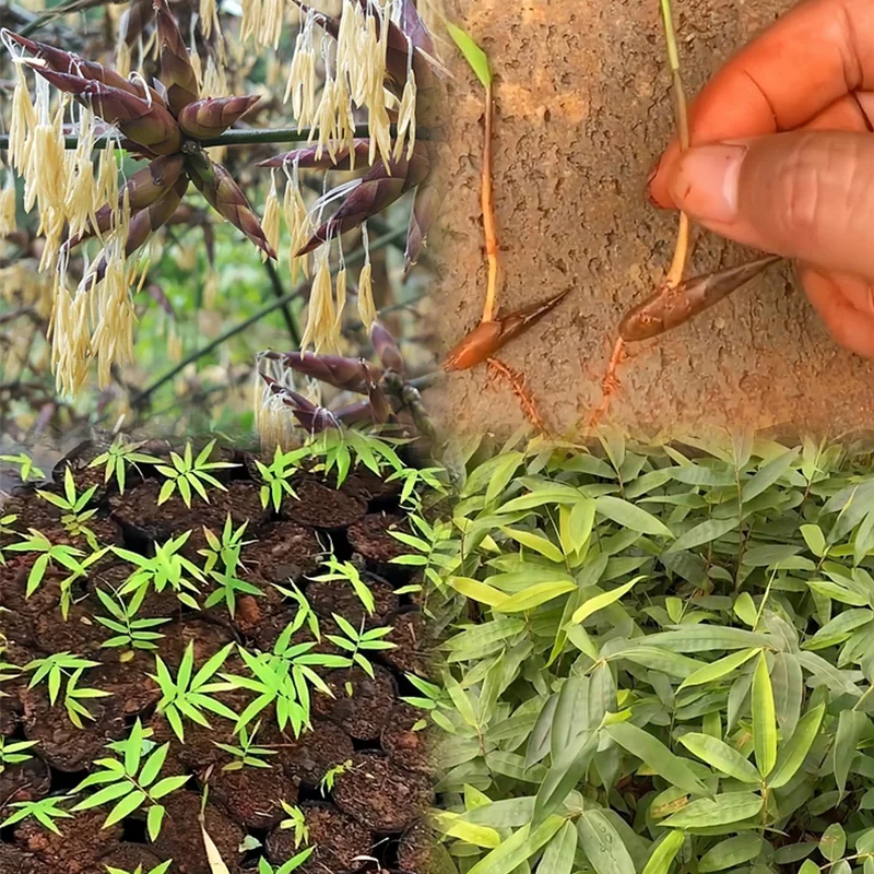 🌿Rare Giant Dragon Bamboo Seeds