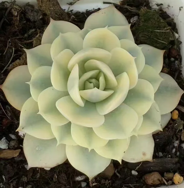 plant Aeonium Echeveria Haworthia  Caudex  Lithops Cactus  Agave 