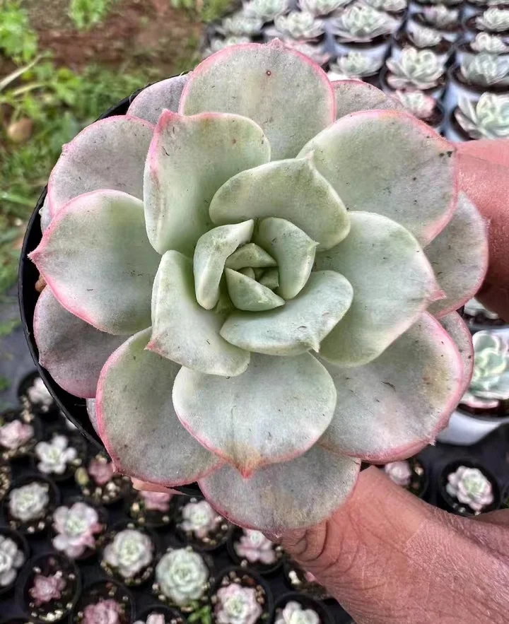 763.  Nicksana variation  single head  3-4cm / Echeveria / Succulent plants / Garden landscape / Carefully select healthy plants