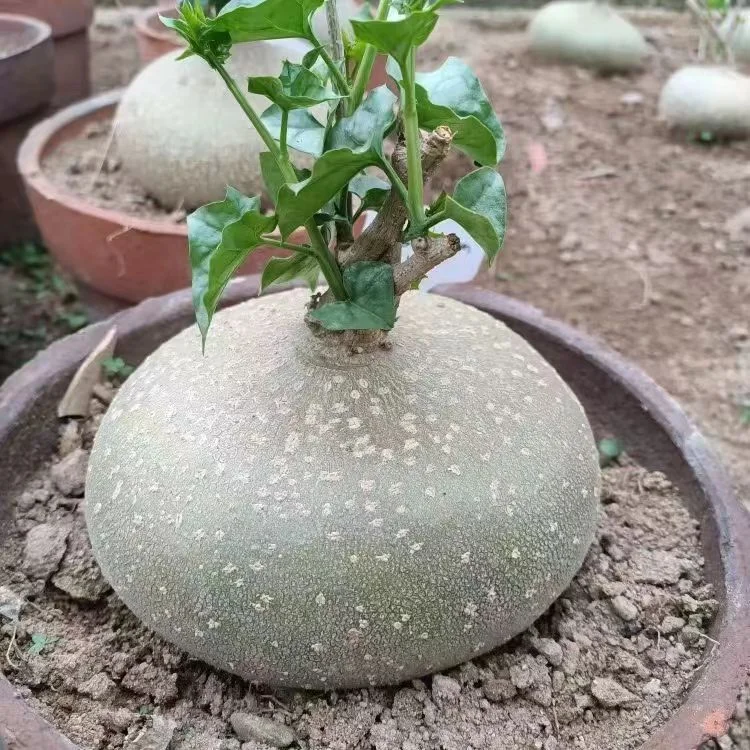 plant Aeonium Echeveria Haworthia  Caudex  Lithops Cactus  Agave 