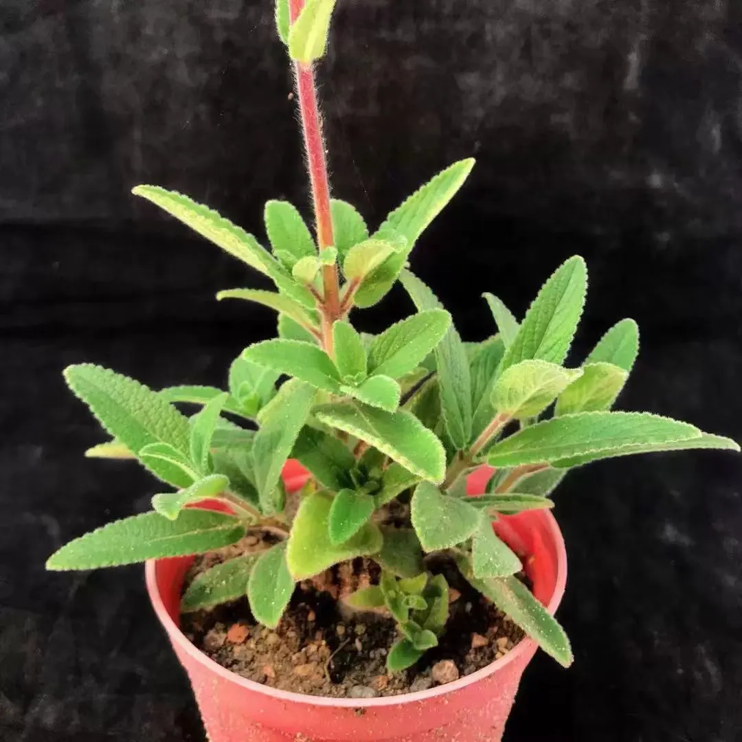 plant Aeonium Echeveria Haworthia  Caudex  Lithops Cactus  Agave 