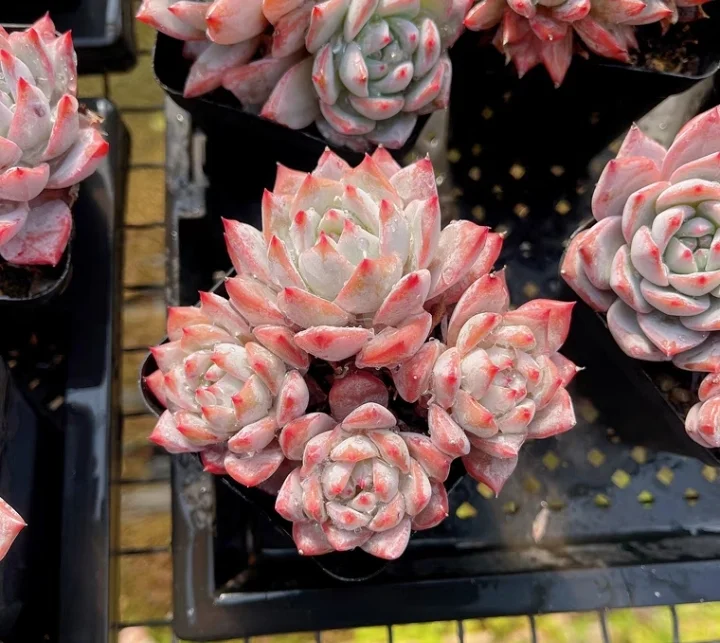 117. Pink Blue bird   single head and cluster/ Echeveria   / Succulent plants / Garden landscape / Carefully select healthy plants