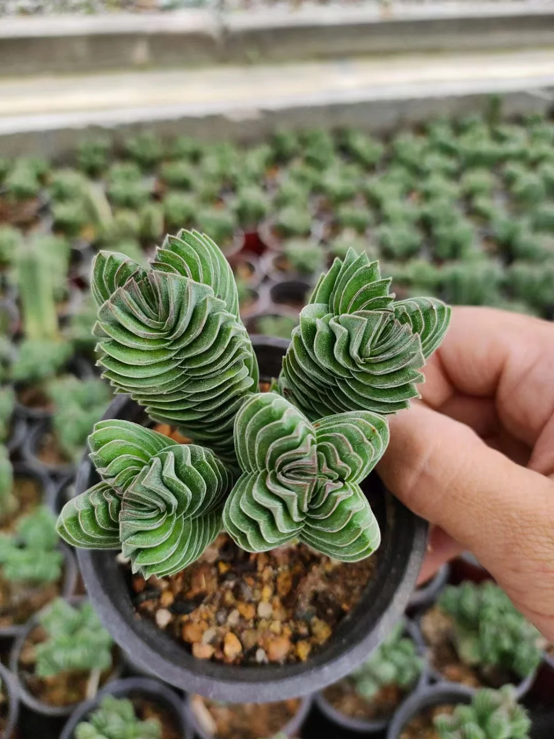 plant Aeonium Echeveria Haworthia  Caudex  Lithops Cactus  Agave 