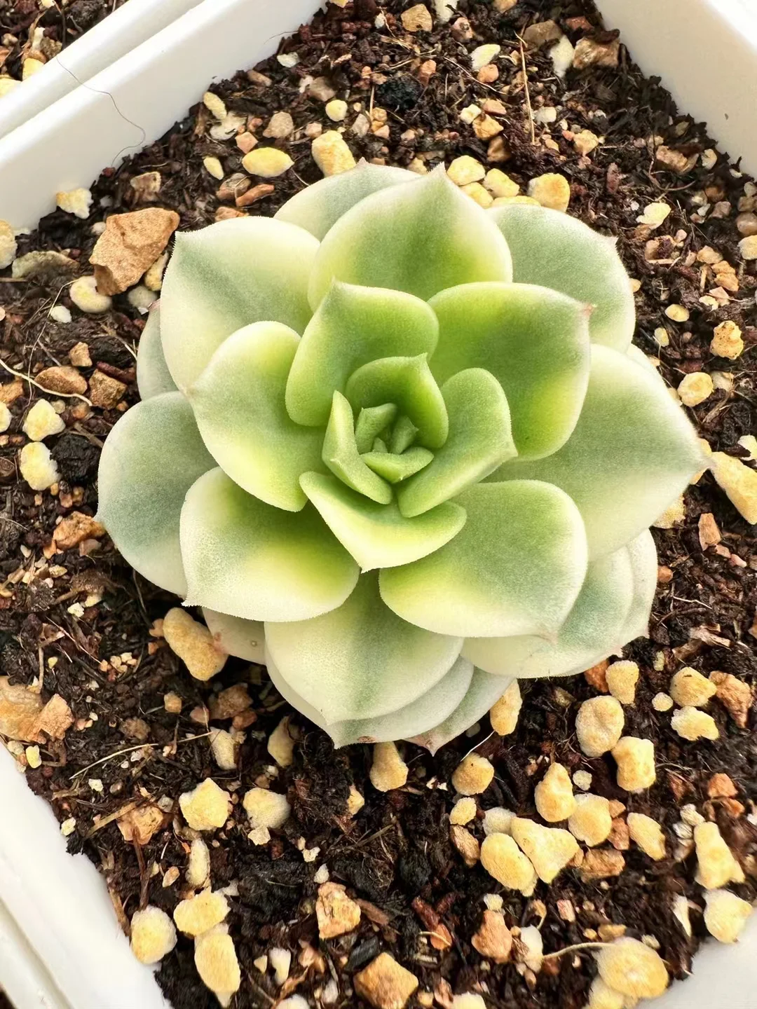 718.   Echeveria nicksana brocade  singel head 3-4cm / Echeveria / Succulent plants / Garden landscape / Carefully select healthy plants