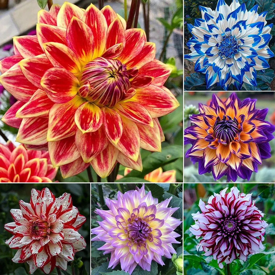 Blue Demon💙-Double dahlia bulbs