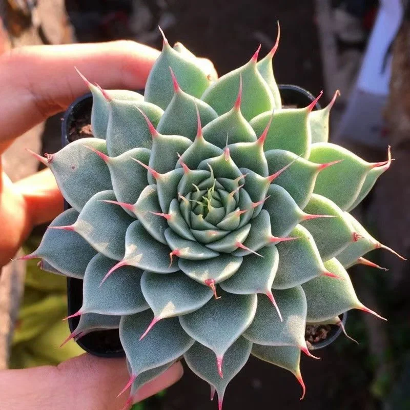 plant Aeonium Echeveria Haworthia  Caudex  Lithops Cactus  Agave 