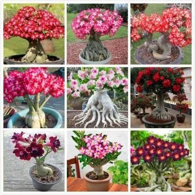 2Pcs Rainbow Desert Rose Seeds