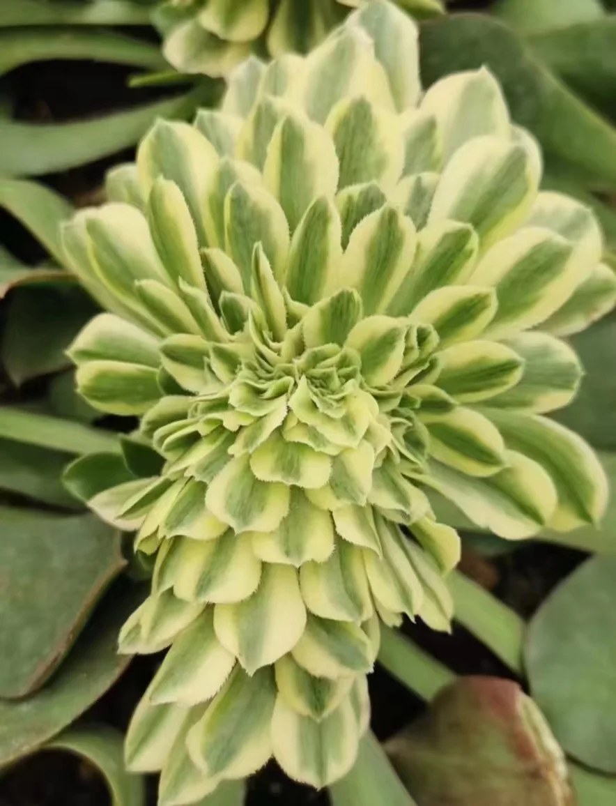 plant Aeonium Echeveria Haworthia  Caudex  Lithops Cactus  Agave 