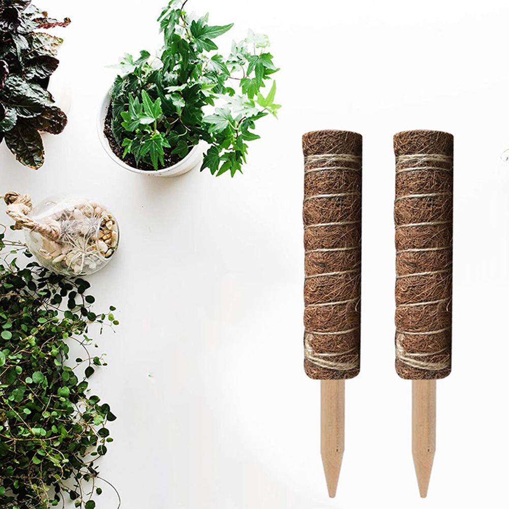 

2pcs Coconut Palm Sticks, 501 Original