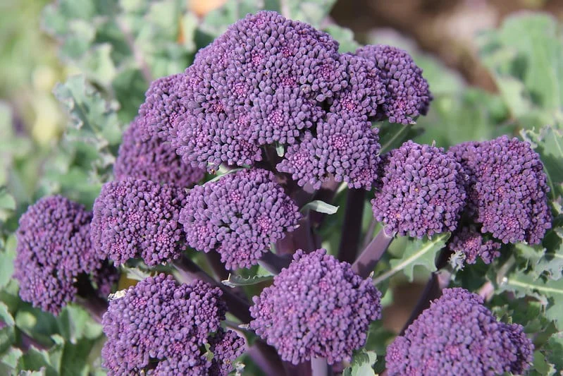 Purple Sprouting Broccoli and Supporting Local Farmers – OSA