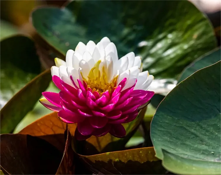 20 PCS Water Lily