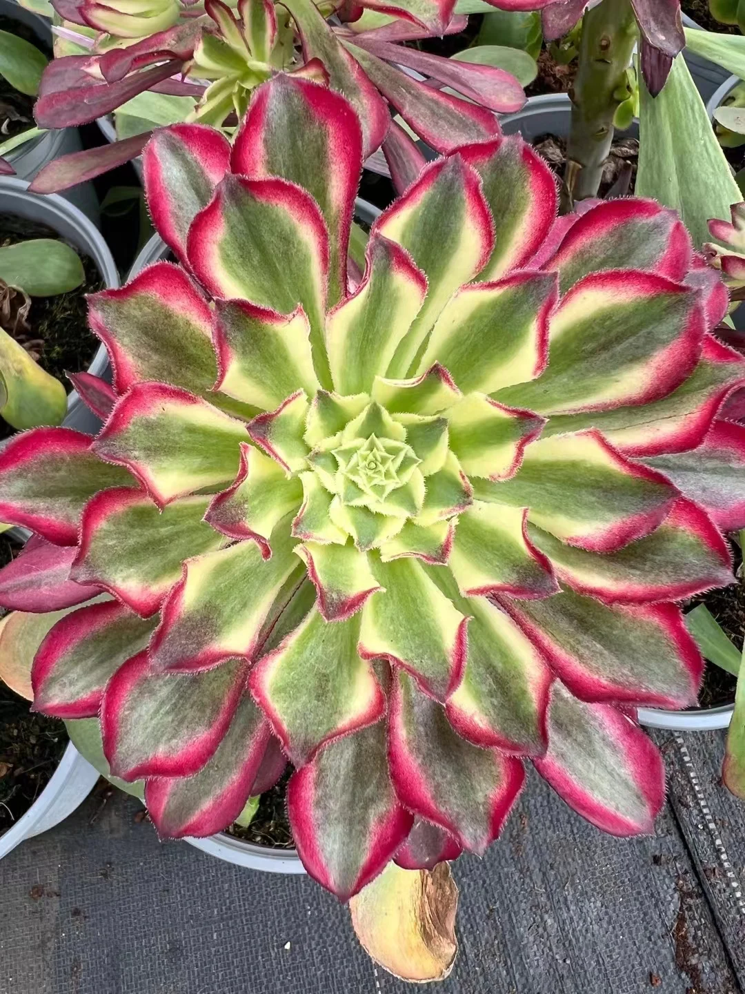 27. Green fairy ink cutting 8-10cm / Aeonium clutting/ Aeonium plants / Garden landscape / Carefully select healthy plants